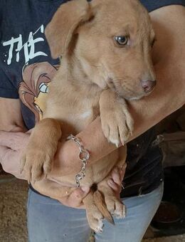 CHERRY - (Welpe, liebevoll) - Köln