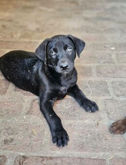 Labrador Mix Welpen - Oranienbaum-Wörlitz