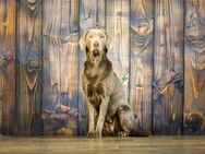 Labrador Welpen - Visselhövede