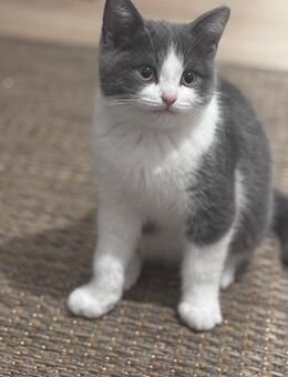 BKH Kitten - Blau-Weiß - Dortmund