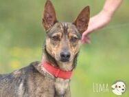 Lima sucht ruhiges Zuhause - Untergruppenbach