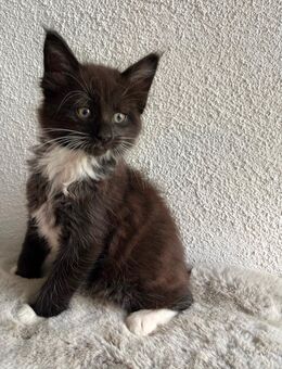 Maine Coon Kater - Herrischried