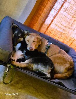 Honey hat einen Wunsch - Ein Zuhause - Oerlenbach