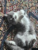 Britische Kurz Haar+ Zubehör Komplett liebvoll mit pass und geimpft in 22149