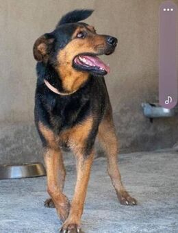 Duncan - Ruhiger Schatz - Bad Camberg