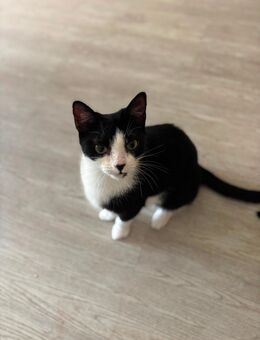 Verschmuster Siam-Mix Kater sucht Einzelzuhause - Reinsfeld