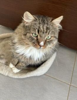 Mitzi, verschmuste Kuschelprinzessin - Unterföhring