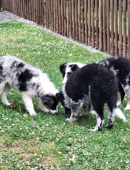 Wunderschöne Australian Shepherd Welpen - Seegebiet Mansfelder Land