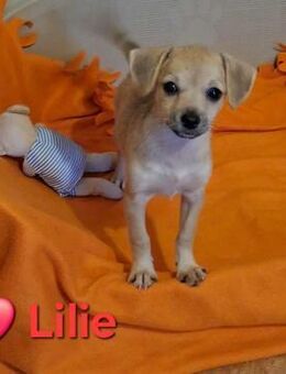 Lilie - neugierig und munter - Höchst (Odenwald)