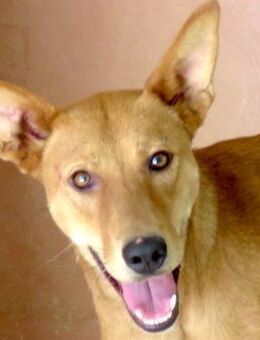 Finn 3 -braucht etwas Verständnis- - Oldenburg