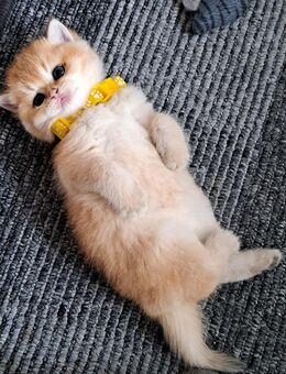 Bkh reinrassige Kitten Gold schadet - Osnabrück