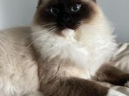 Ragdoll Kater jung - Lörrach
