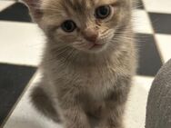 Bkh mix kitten zu verkaufen - Spelle
