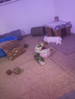 Hermelin Kaninchen kastriert, EC Negativ, gesund, geimpft. - Berlin