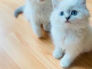 Blh - Perser Kitten ( Kater ) - Bonn Bad Godesberg