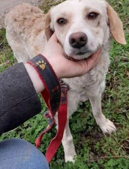 SUNCICA - 41 cm, menschenbezogen, offen - Linden (Hessen)