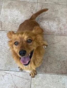 Kleiner Schatz Leonello sucht Zuhause - Neuss
