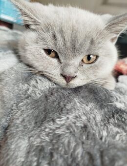 Bkh kitten - Achern