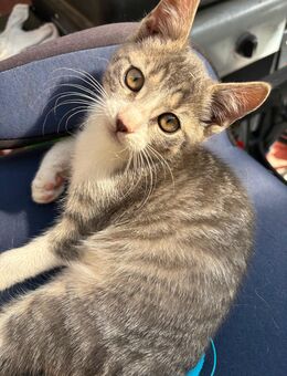 Kitten sucht ein neues Zuhause… - Bronkow
