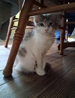 Kitten zu verkaufen - Oberkirn