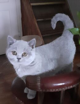 2 Britisch Kurzhaar Katzen alt ab sofort abzugeben 16 Wochen alt - Zeitz