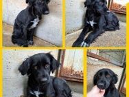 Die süße schwarz Kelly sucht ein Zuhause - Margetshöchheim