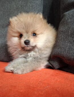 Pomeranian-Zwergspitz-Welpen suchen ein liebevolles Zuhause - Berlin Spandau
