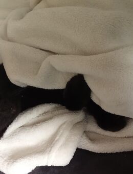 Zwei süße katzenbrüder zu verkaufen - Euskirchen