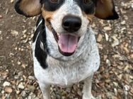 Traumhündin Neli sucht neues Körbchen# - Essen