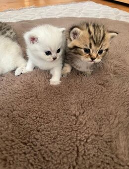 Britisch Kurzhaar Baby Katzen - Nürnberg