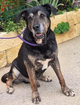 Quijote unser liebenswerter Riese - Laatzen