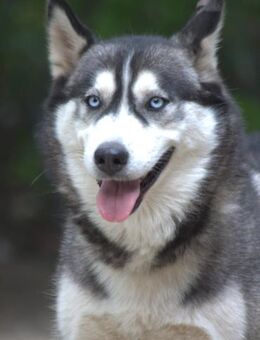 Bonnie - verschmust & menschenbezogen - Lohmar