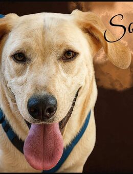 Sole, a.d.Tierschutz, sucht Happy-Home - Weißwasser (Oberlausitz)