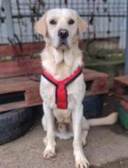 Treats möchte sein Herz verschenken! - München