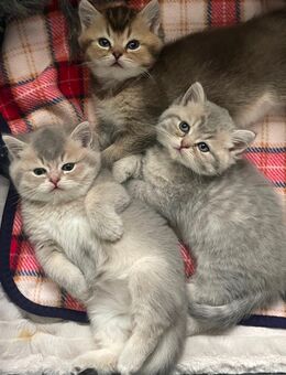 Reinrassige BKH-Kitten abzugeben - Emsbüren