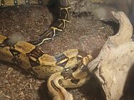 0.2 Boa Constrictor Imperator - Welchweiler