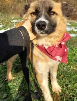 SRECKO - liebevoll, aktiv, aufgeschlosse - Linden (Hessen)