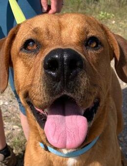 Otto ❤️ ein super-verträglicher Bub - Hamburg