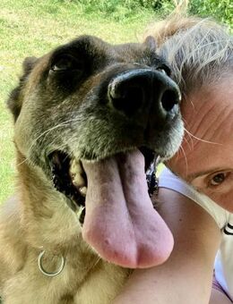 Notfallhund RUBY sucht DRiNGEND 🆘🆘 - München