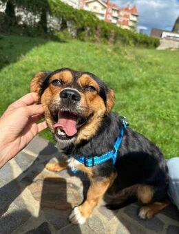 Charlie sucht sein liebevolles Zuhause - Finning