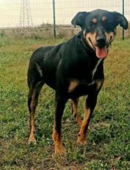 Amy ist ein Familienhund - Olsberg