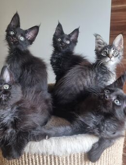 XXL Maine Coon Kitten Reinrassig - Bous