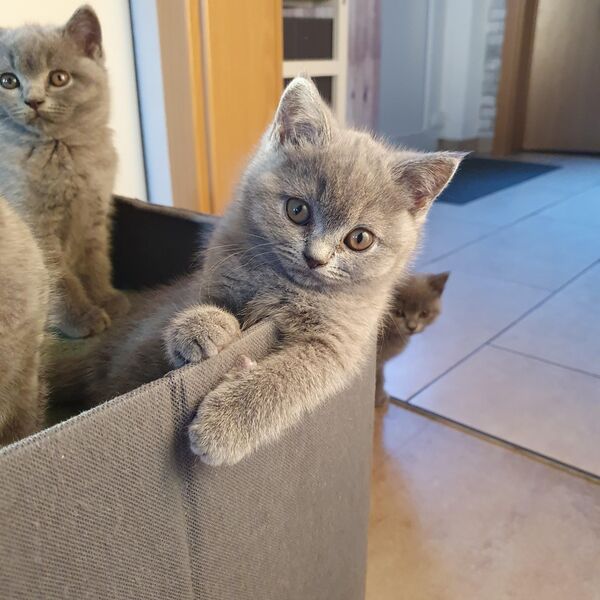 Bkh Kitten ❤️ ❤️ ❤️(1 Weibchen) - Edewecht