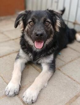 ✨Hundemädchen kleine Roxy 🐾✨ - Eislingen (Fils)