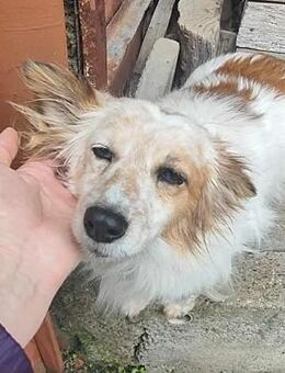 sanfte Seniorin SUSI ♥️ - Velbert