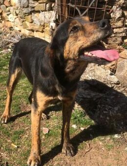 Aktive Tara möchte Abenteuer erleben - Mettmann