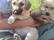🐾 Welpe Minnie sucht Liebe❤️ - Eislingen (Fils)