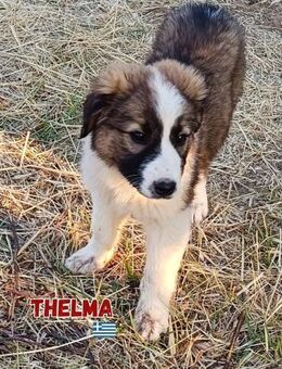 Thelma - Entzückendes Fellknäuel - Heppenheim (Bergstraße)