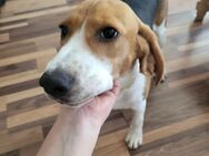 Beagle junge - Wuppertal