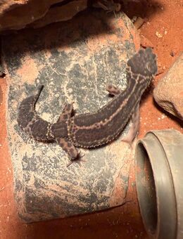 0.1 Black Night Mack Snow Leopardgecko Weibchen NZ 23 abzugeben - Emsdetten
